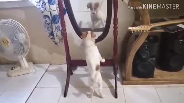 A dog fight itself on the mirror