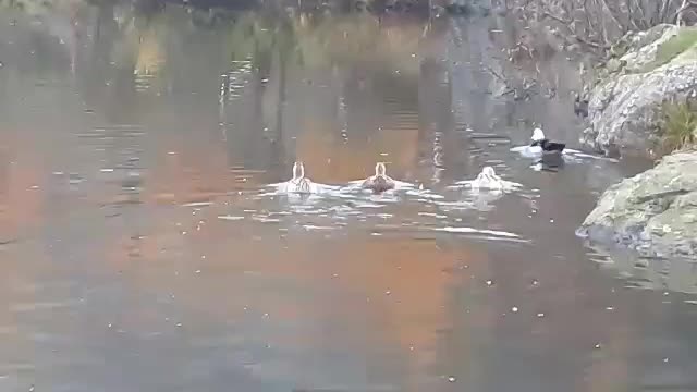 Our Ducks Enjoying An Evening Swin