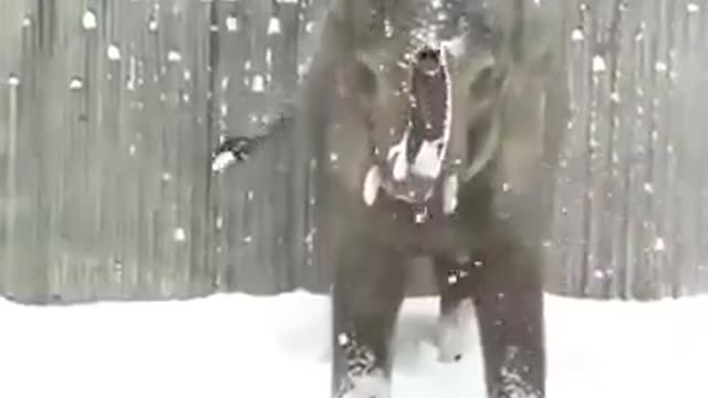 The elephant saw snow for the first time 🐘❄