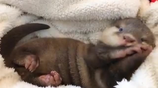 Baby Otter Wakes Up