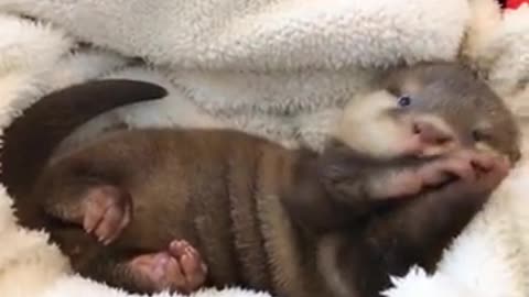 Baby Otter Wakes Up