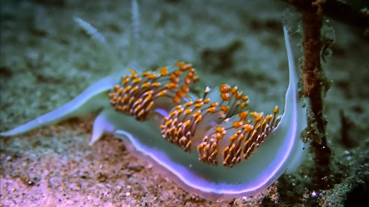 Opalescent Nudibranch