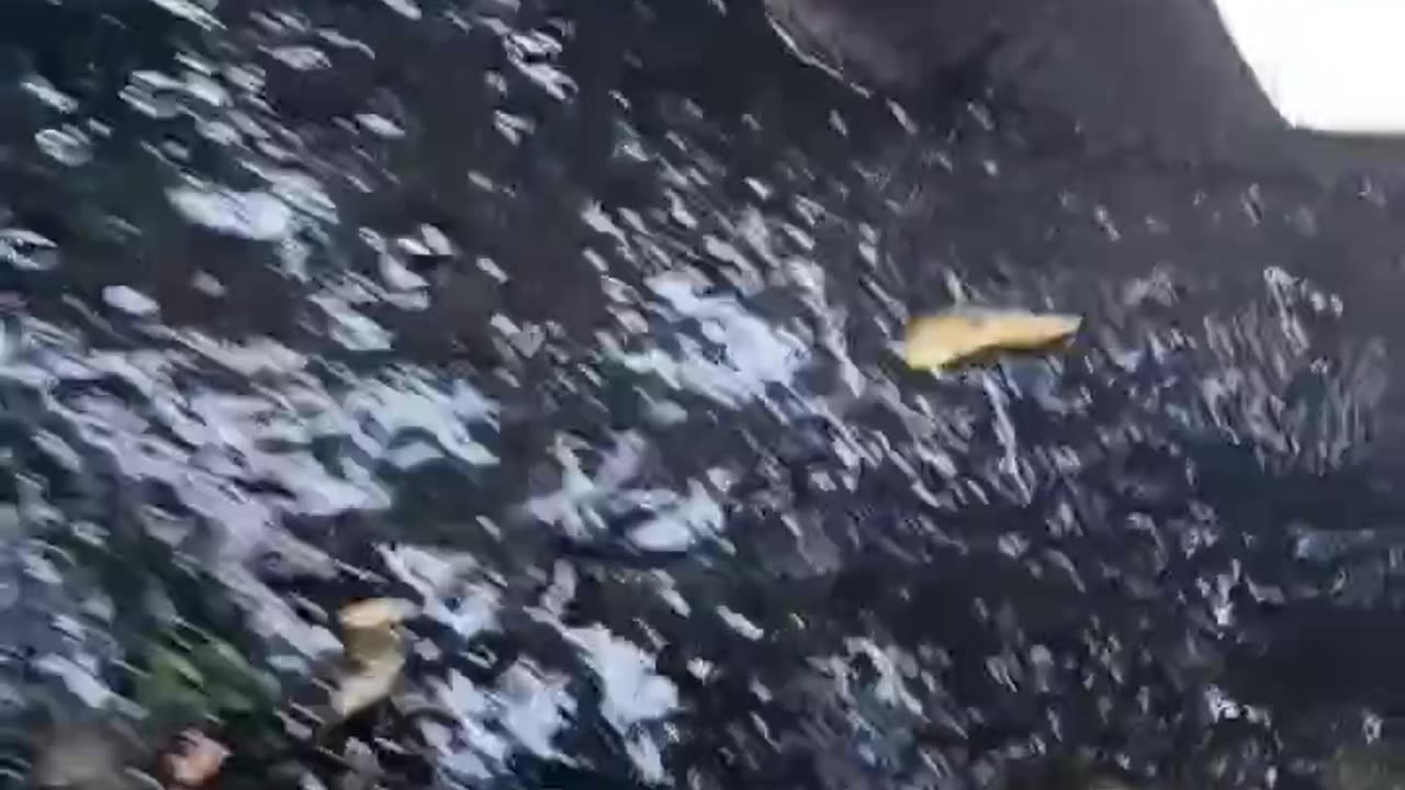 Helping puppies to get out of drain
