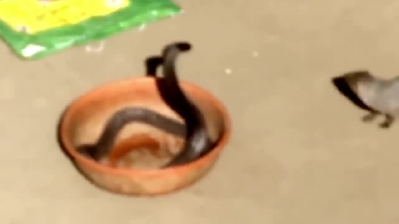 Times Snakes Messed With The Wrong Opponent