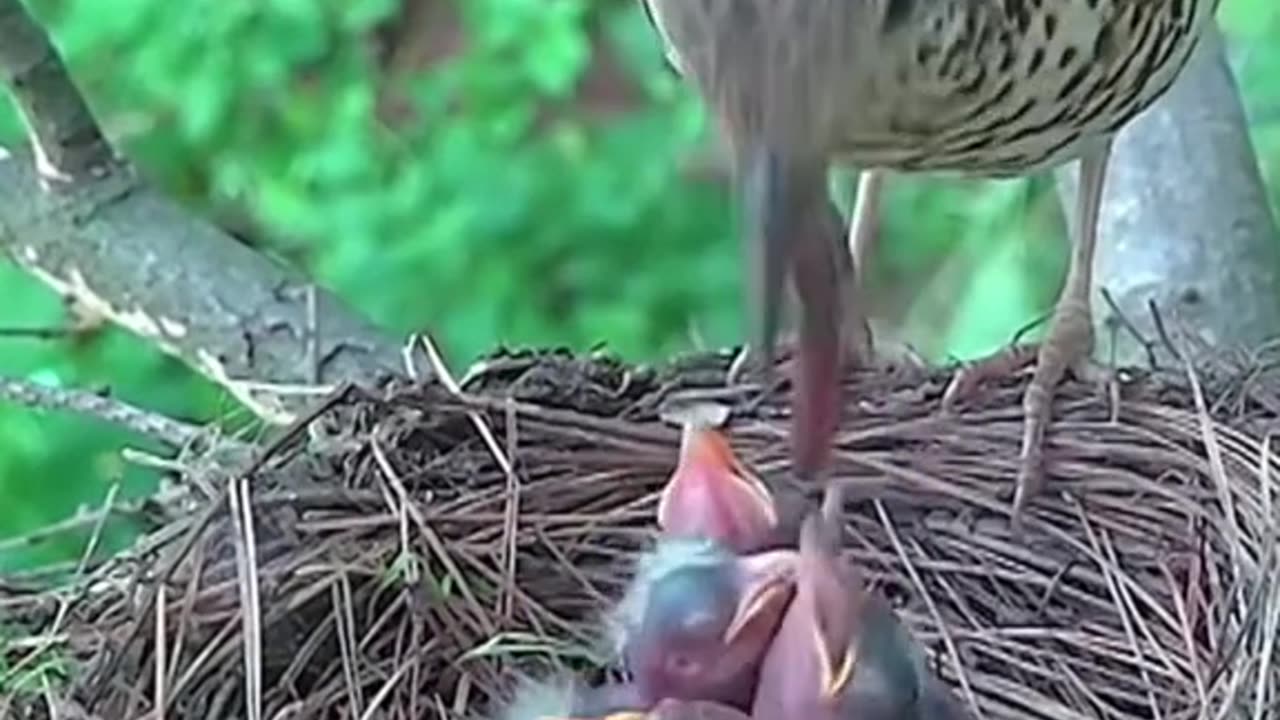 WILDLIFE,MOTHER FEED HER KIDS,