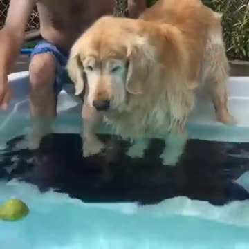 Happy Dog plays with tennis ball, or tries to :)