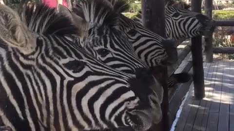 A zebra