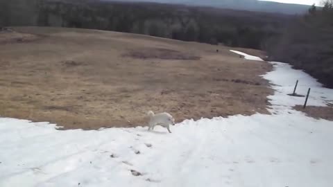 Dog repeatedly slides down icy hill :) :)