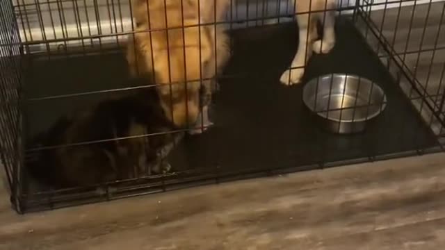 Cute and Funny Cat Videos Compilation - PART 30
