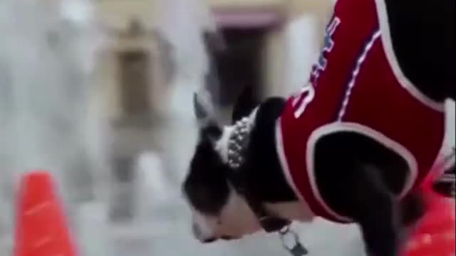 Awesome Dog Tricks - Skating Dogs - Trained Dogs 🐕🐕‍🦺🐕‍🦺