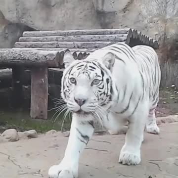 The white tiger is an exotic animal