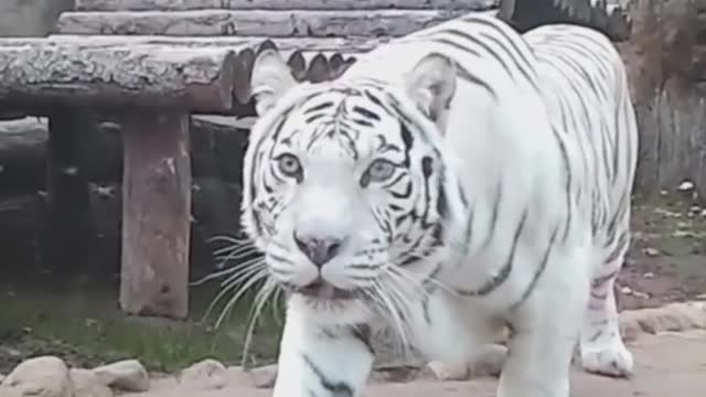 The white tiger is an exotic animal