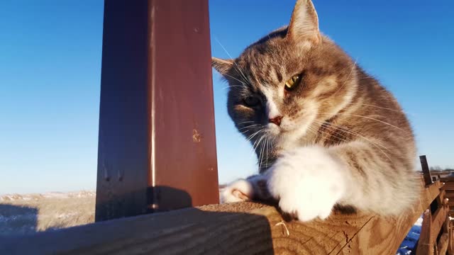 CUTE BORED CAT SCRATCHING THE WOOD