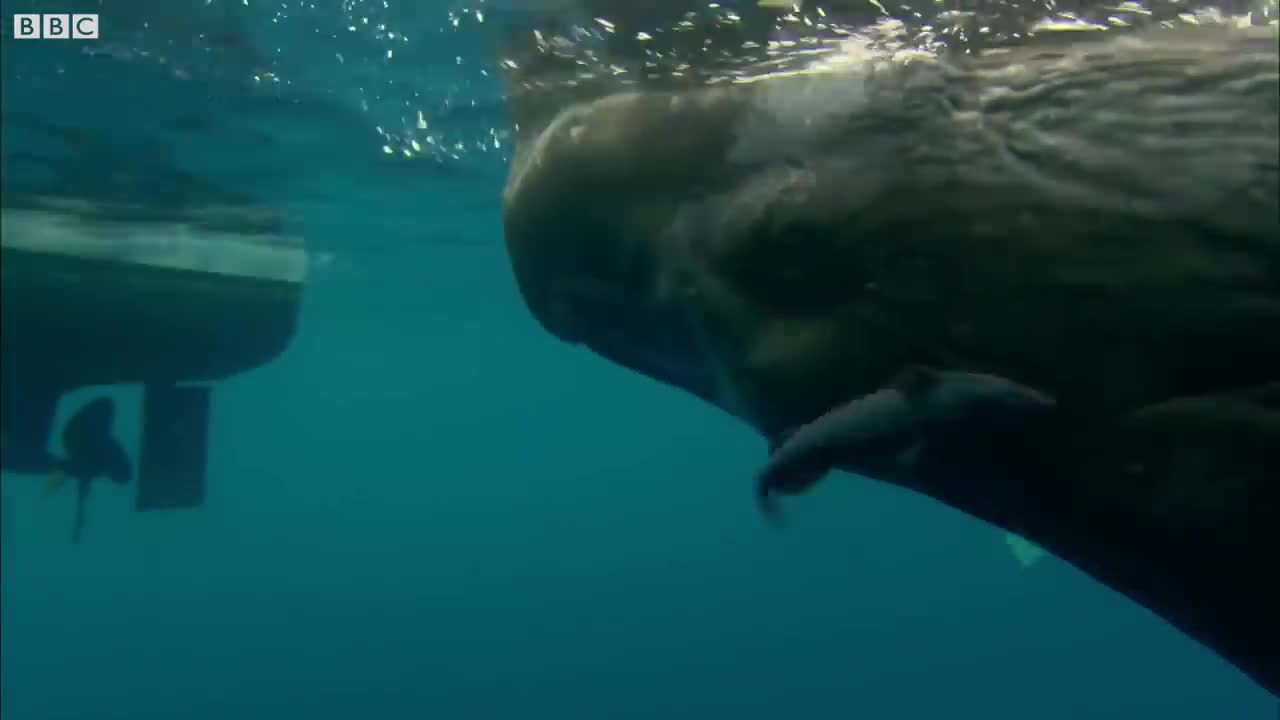 Baby Whale Mistakes Boat For Mother | Ocean Giants | BBC Earth