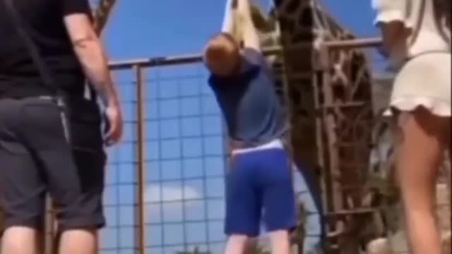 Animal crazy video