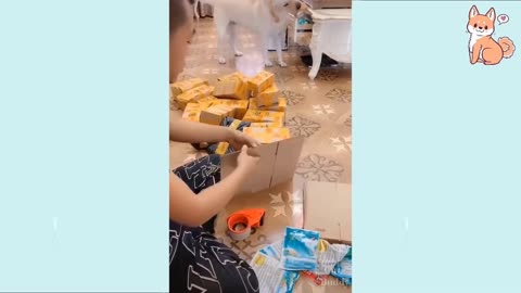Cute, funny and smart dogs❤️ compilations