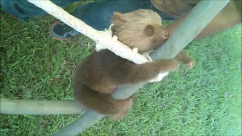 Cute Baby Sloth