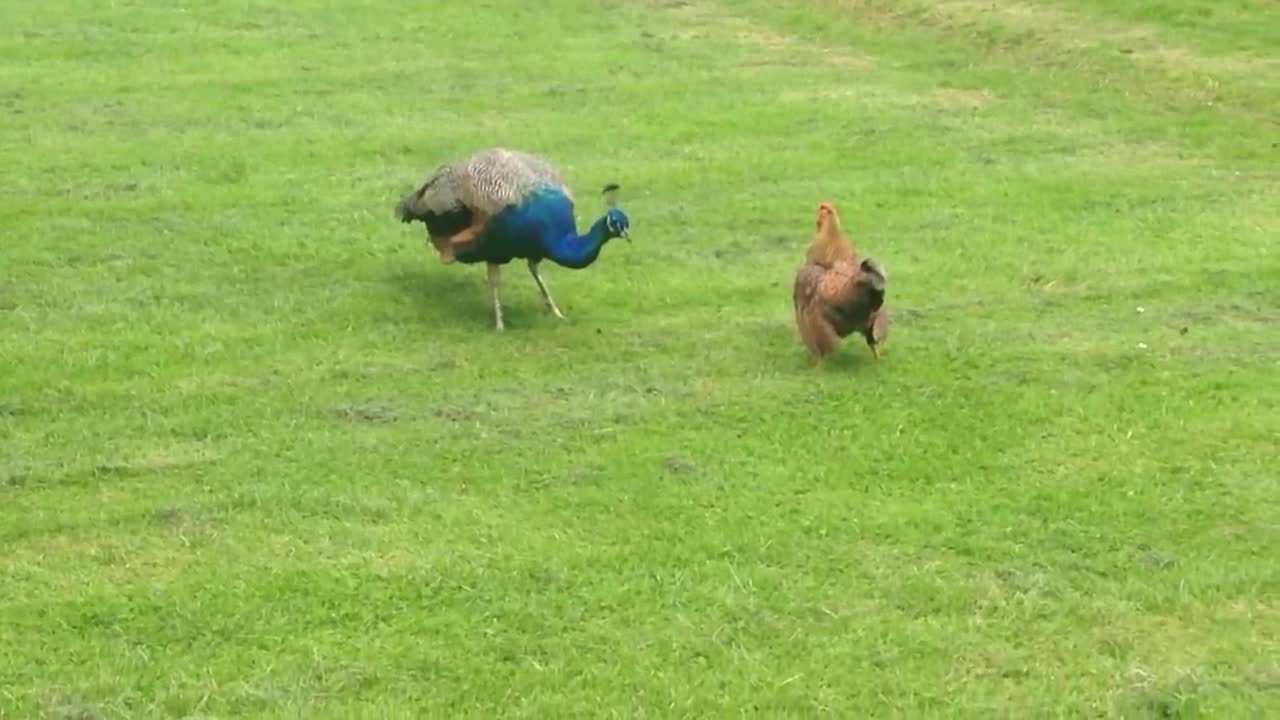 Peacock Vs Rooster Fight !!!