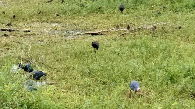 Beautiful Birds Video | Peaceful Lake View