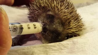 Hedgehog gets his dinner