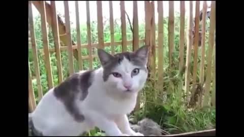 Funny and Cute Cats Videos #78 │ Gadis Sekarwangi