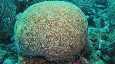 Beautiful Brain Coral in Roatan