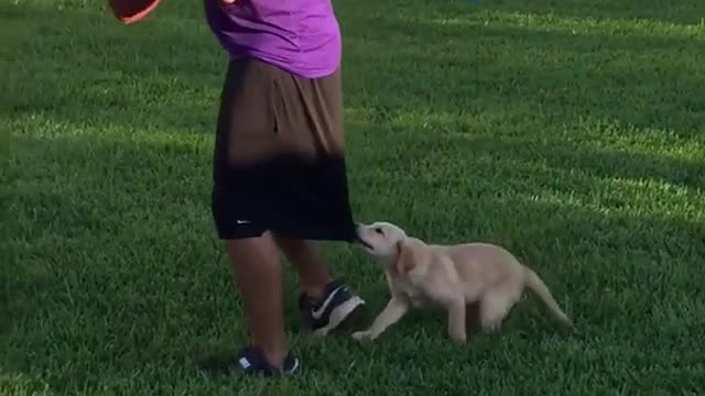 Puppy pulls on black shorts of owner