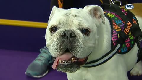 Watch Rudy the Bulldog crush the 2019 WKC Masters Agility course | FOX SPORTS