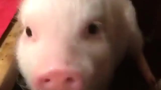 The pig nose