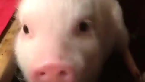 The pig nose