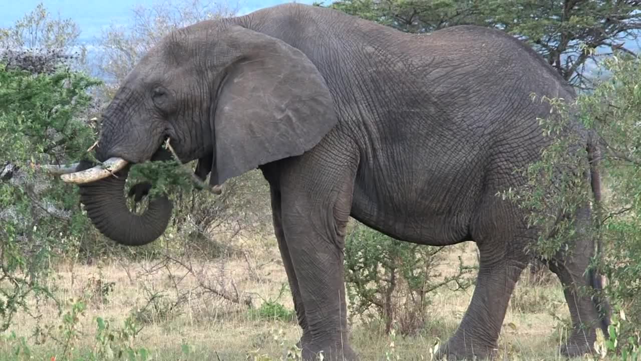 Elephant eating leaves