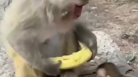 Monkey taking playing with their child