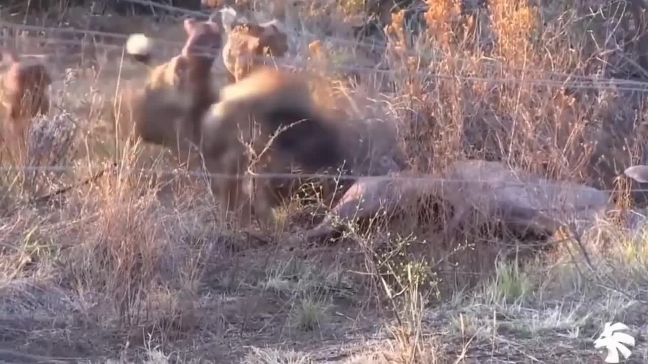 Wild Dogs Attacks Compilation