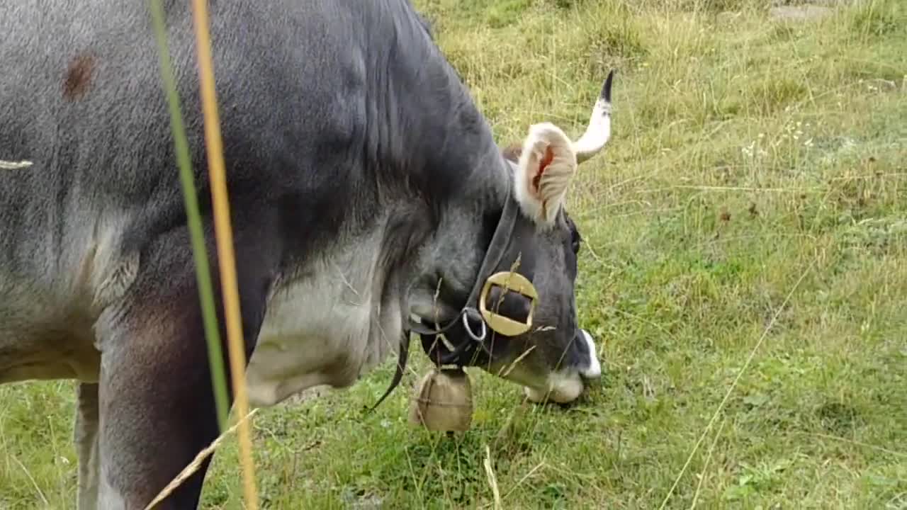 Der Klang einer Kuhglocke (Cow Bell) - Obergurgl, Tirol, Austria 2020