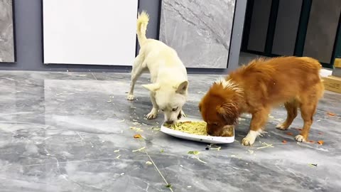 My puppy is so excited when eating. Is your puppy like this too?