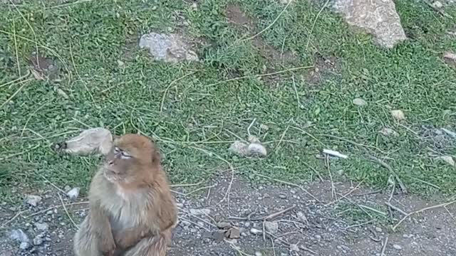 monkey my friend