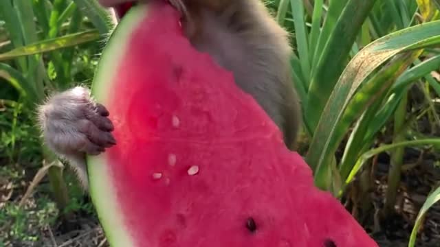 The monkey is eating watermelon