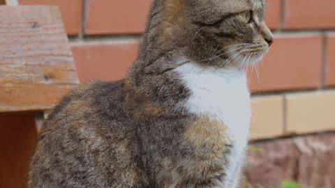 tabby-cat-jumps-from-the-bench