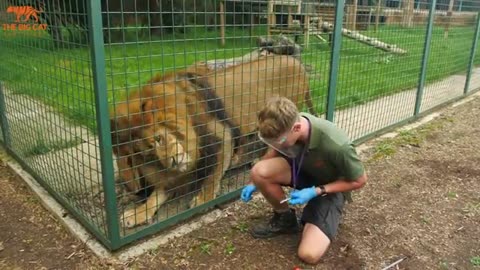 How to TRAIN a LION! - The Big Cat Sanctuary