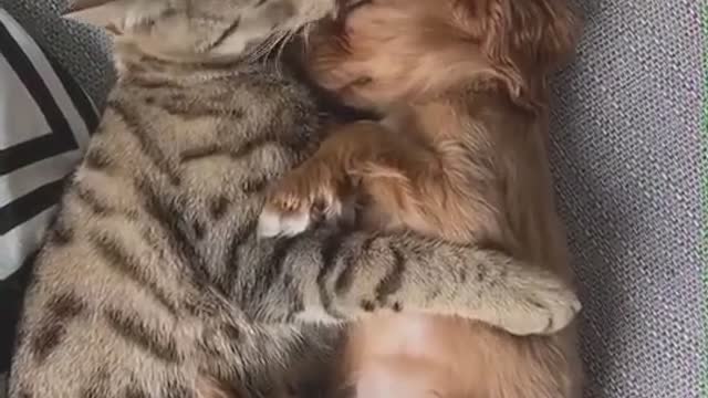 Cute animal video 😍😍😍😍😍😍 friends for ever