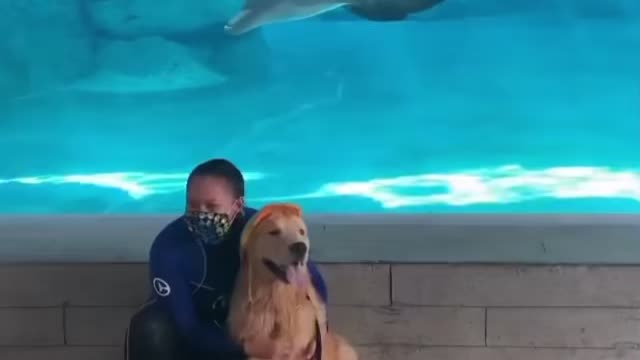 Dolphin make friend with dog