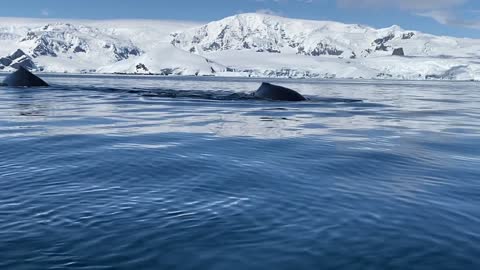 The whale jumps on the water