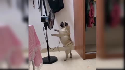 cute and funny baby dogs puppies21