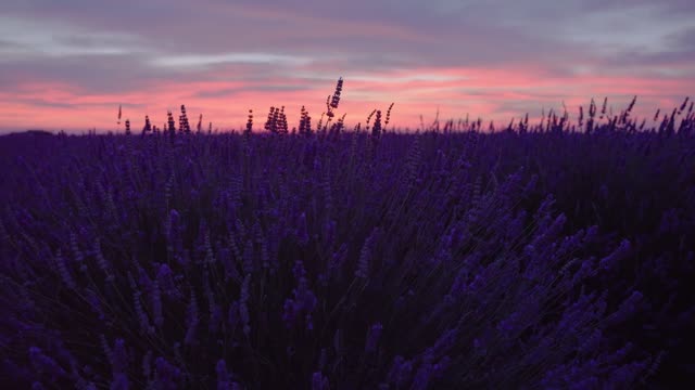 Lavender Flowers, Nature Flowers,