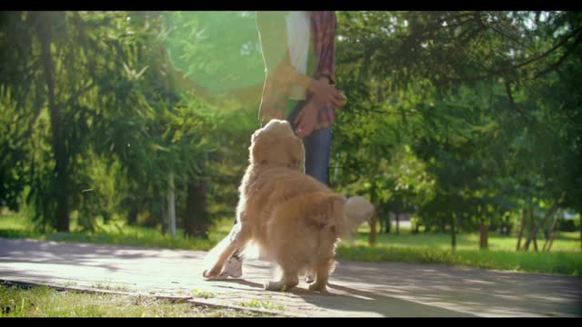 Funny dog