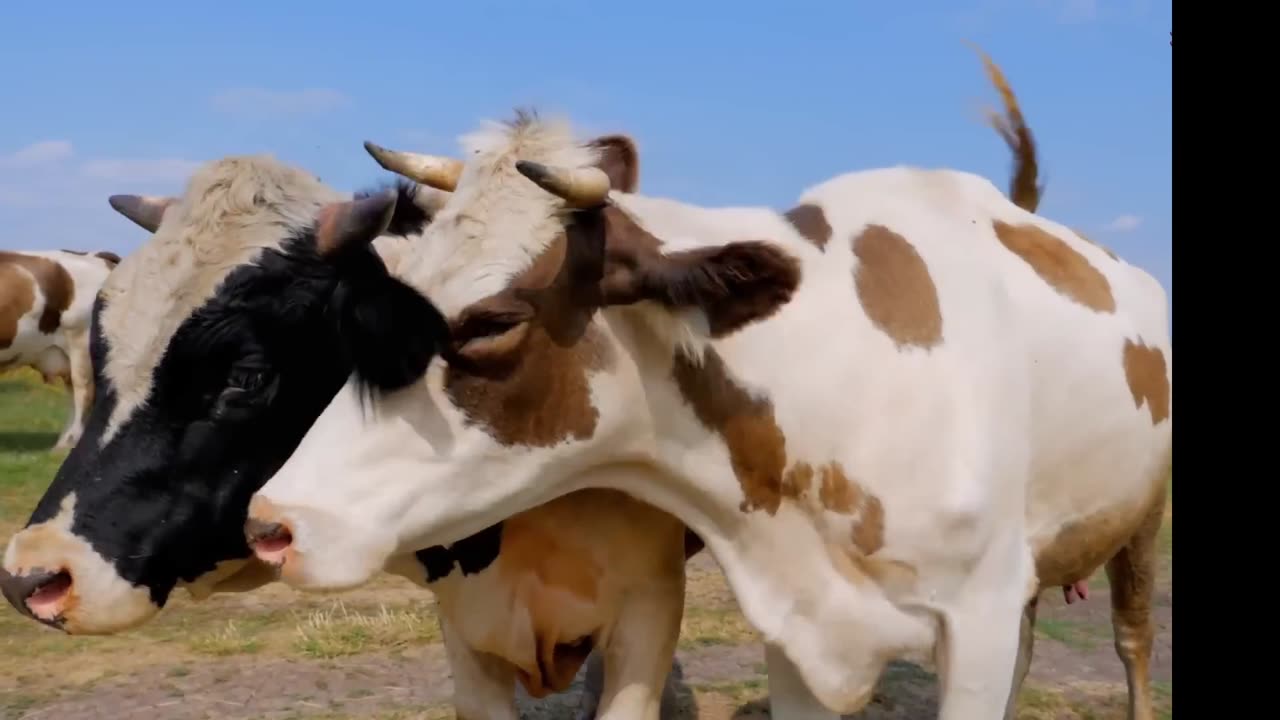 Cows | Grazing in the Field