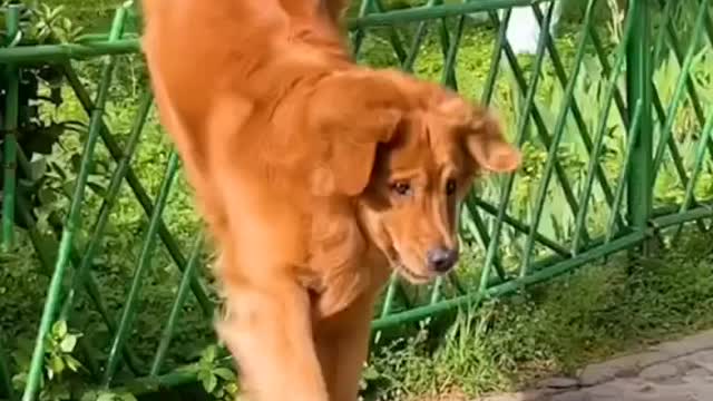 The boy's encounter Finally did not expect to be ahead of the dog