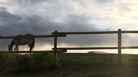 Horse walking by fence at sunset