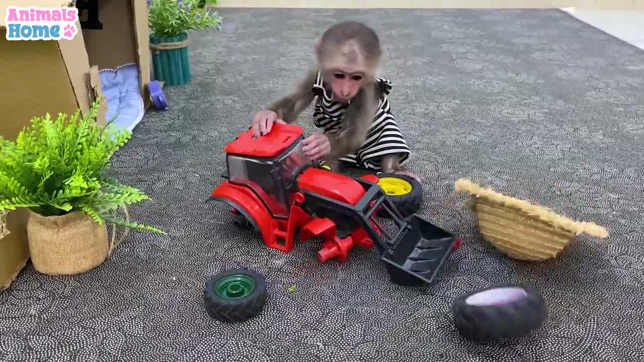 Naughty parrot steals BiBi's car wheelp3