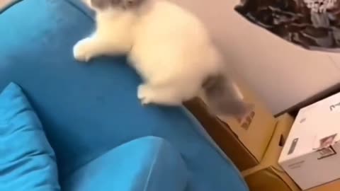 Cute cats funny video 😂😂💯